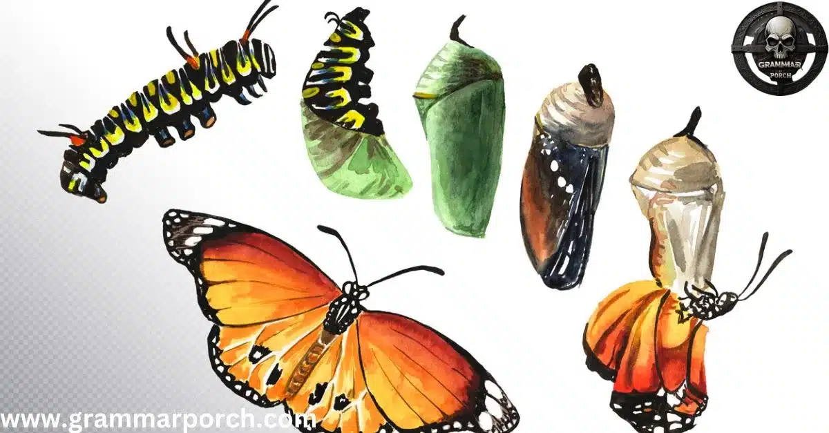 From Larva to Butterfly The Role of a Cocoon