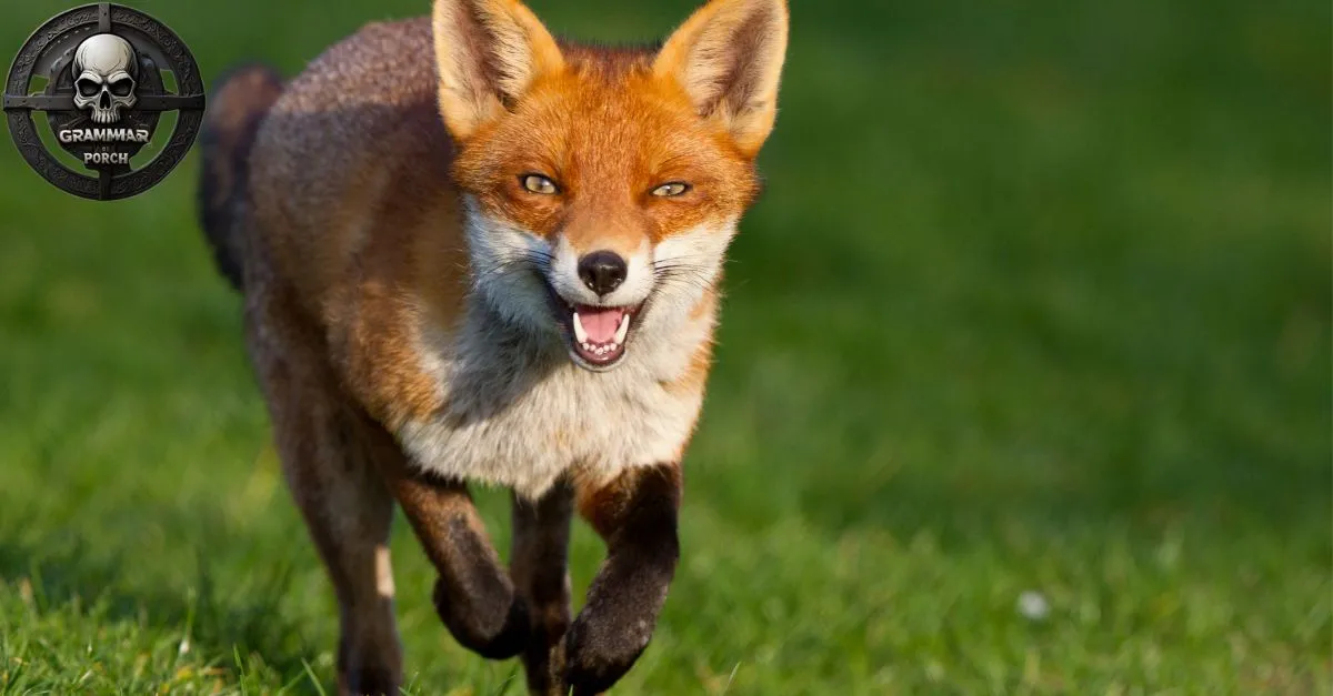 Fox Plural Form Is It Foxe, Foxes, or Foxen